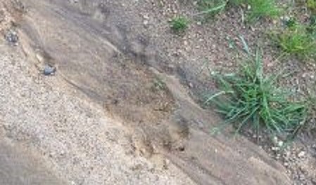 Αρκούδα εμφανίστηκε στον Χορτιάτη – Η επείγουσα ανακοίνωση του Δήμου