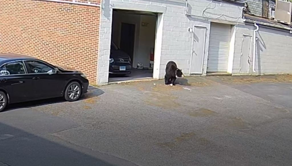 Πεινασμένη αρκούδα… έκανε έφοδο σε φούρνο κι έφαγε δεκάδες cupcakes