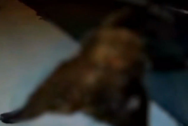 Σιάτιστα: Αυτοκίνητο παρέσυρε και σκότωσε αρκούδα