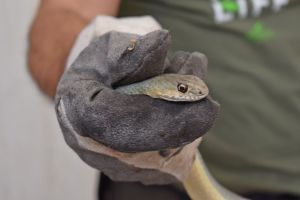 Φίδια: Πέντε περιστατικά απομάκρυνσης στη Θεσσαλονίκη – Γιατί δεν πρέπει να μας ανησυχούν