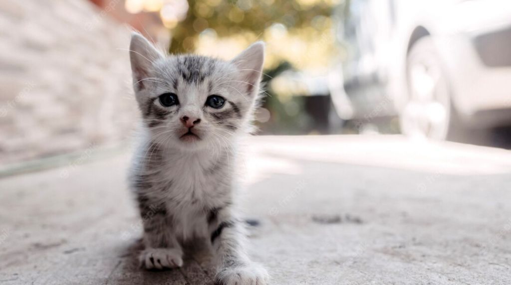 Κτηνωδία: Εριξαν φόλες σε γάτες και περιστέρια