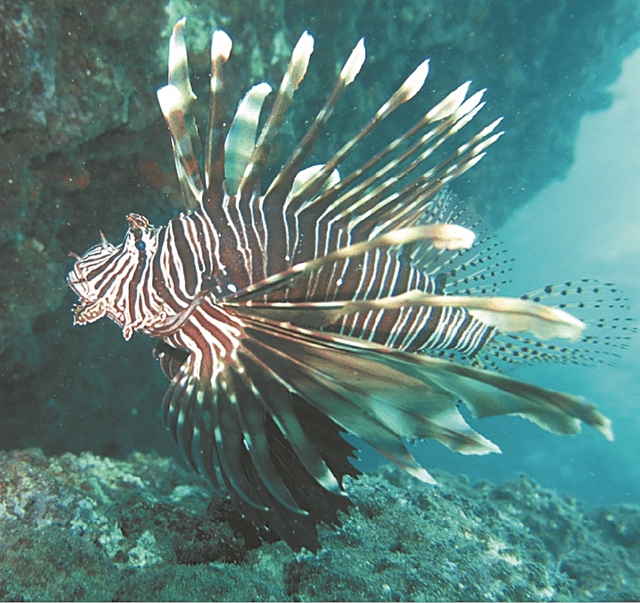 Οι «εισβολείς» που απειλούν τη βιοποικιλότητα