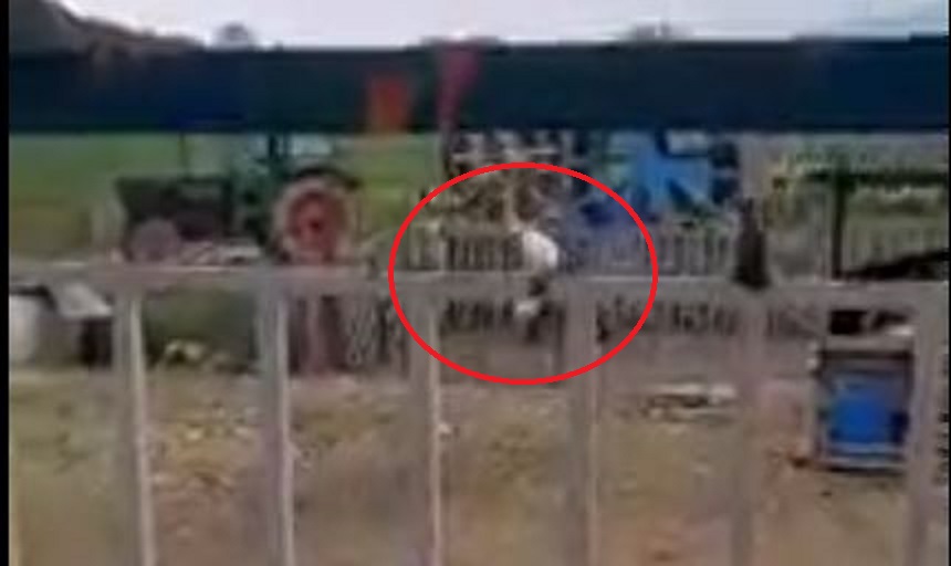 Θεσσαλονίκη: 87χρονος χτυπάει με μανία τον σκύλο του