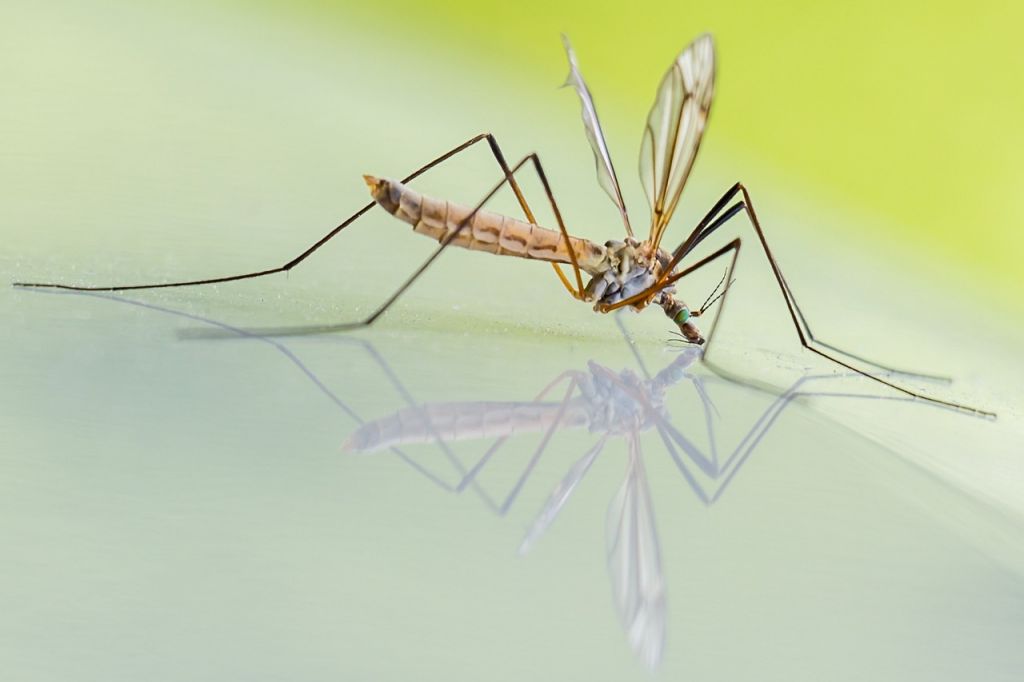 Πώς να προστατευτείτε από τον ιό του Δυτικού Νείλου και τα κουνούπια