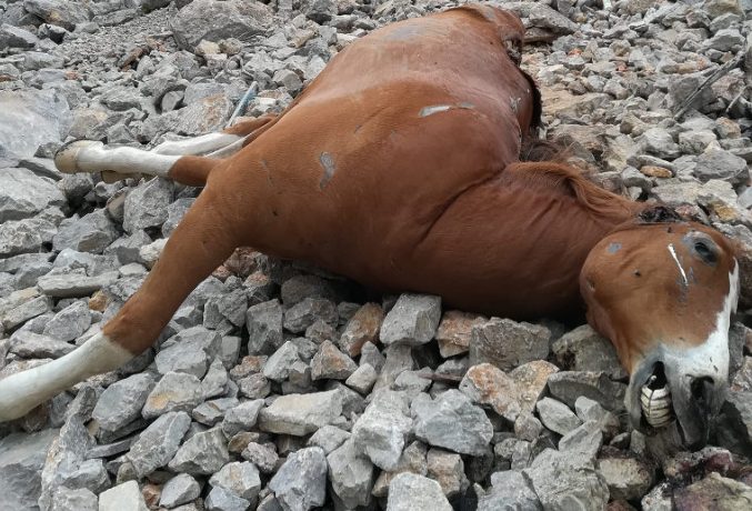 Πέταξαν άλογα σε γκρεμό στην  Πάρνηθα – Είχαν βασανιστικό θάνατο