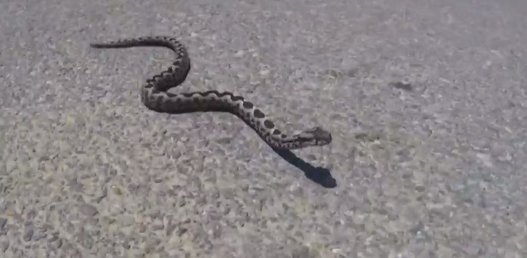 Εσωσαν τη γυναίκα που της επιτέθηκε οχιά στην αυλή του σπιτιού της