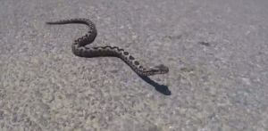 Εσωσαν τη γυναίκα που της επιτέθηκε οχιά στην αυλή του σπιτιού της