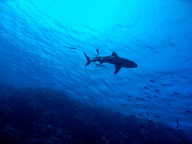 Επίθεση καρχαρία: Η έφηβη που κατάφερε να σωθεί από την επίθεση με τις γροθιές της