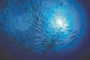 Τριπλή απειλή για το θαλάσσιο περιβάλλον στην Ελλάδα