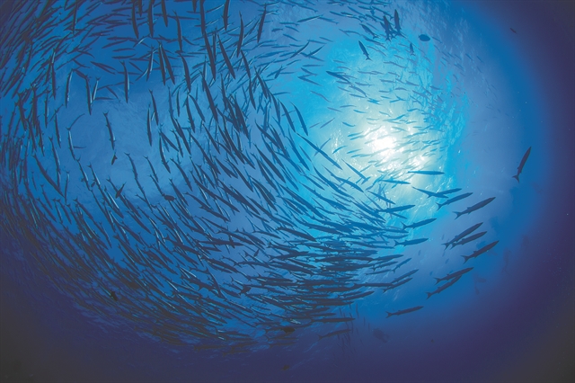 Τριπλή απειλή για το θαλάσσιο περιβάλλον στην Ελλάδα