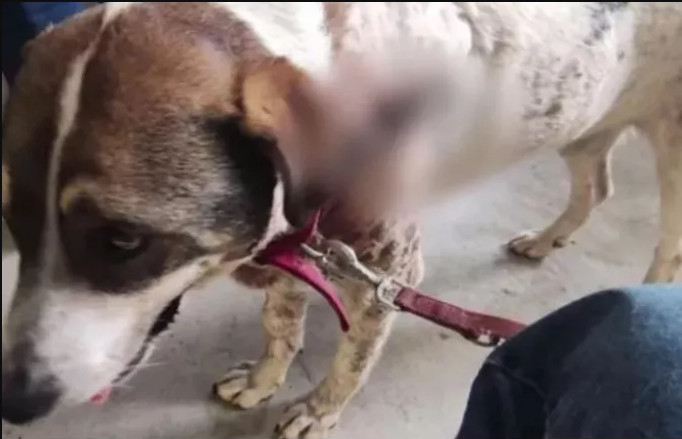 Σκύλος στην Αργαλαστή: Οι κάτοικοι επικήρυξαν τον δολοφόνο του «αγαθού γίγαντα» | tanea.gr