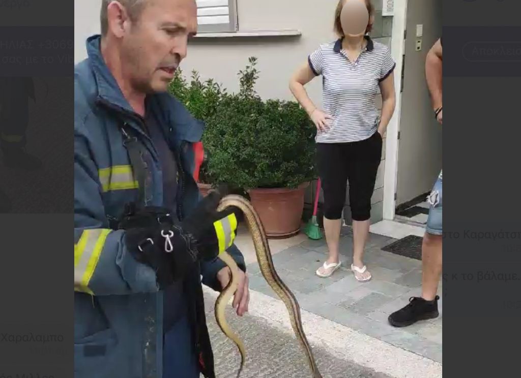 Πυροσβέστης απομακρύνει με τα χέρια του φίδι σε σπίτι στο κέντρο της Λάρισας