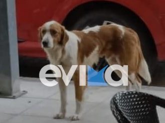 Νέα κτηνωδία: Πυροβόλησαν το σκυλάκι – μασκότ της Κύμης