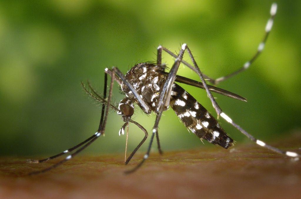 Κουνούπια: Νέα είδη στην Ευρώπη αυξάνουν τον κίνδυνο θανατηφόρων ασθενειών