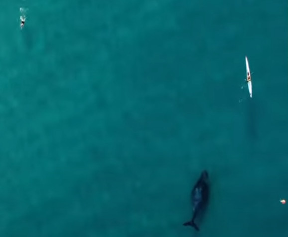 Φάλαινα στο Σίδνεϊ: Κολυμπούσε δίπλα σε άνδρα που έκανε καγιάκ