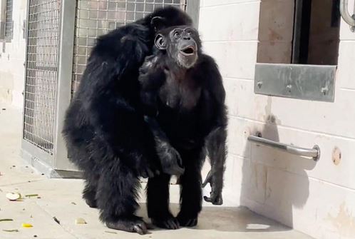 Χιμπατζής που πέρασε τη ζωή του σε κλουβί βλέπει για πρώτη φορά τον ουρανό