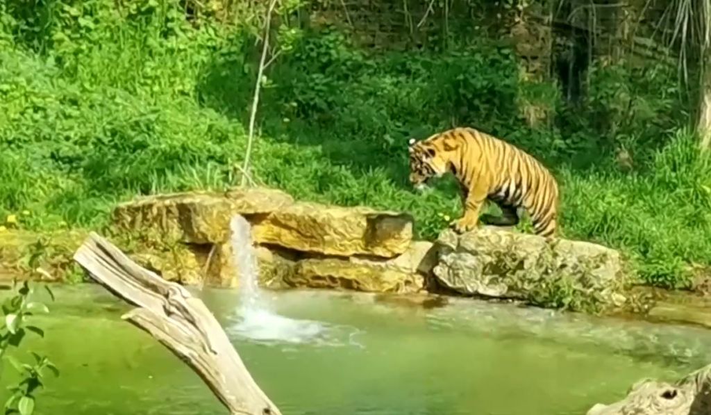 Νεαρές τίγρεις μαθαίνουν κολύμπι για πρώτη φορά – Απολαυστικό βίντεο
