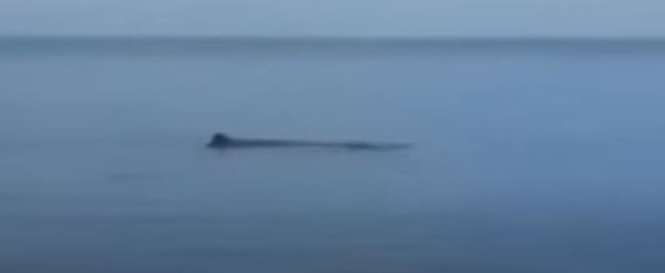 Φάλαινα εμφανίστηκε στη Μαρμαρίδα | tanea.gr