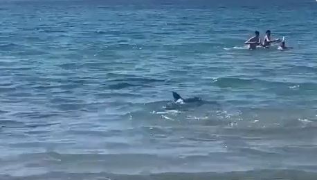 Καρχαρίας έσπειρε τον πανικό σε δημοφιλή παραλία στην Ισπανία