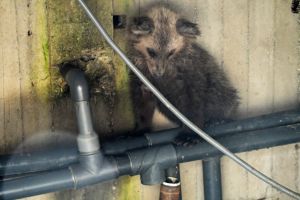 Αρκουδάκι έπεσε σε δεξαμενή – Το έσωσαν με έναν κορμό δέντρου