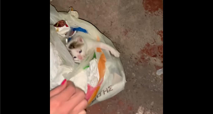 Έβαλαν γατάκι σε σακούλα και το πέταξαν στα σκουπίδια | tanea.gr