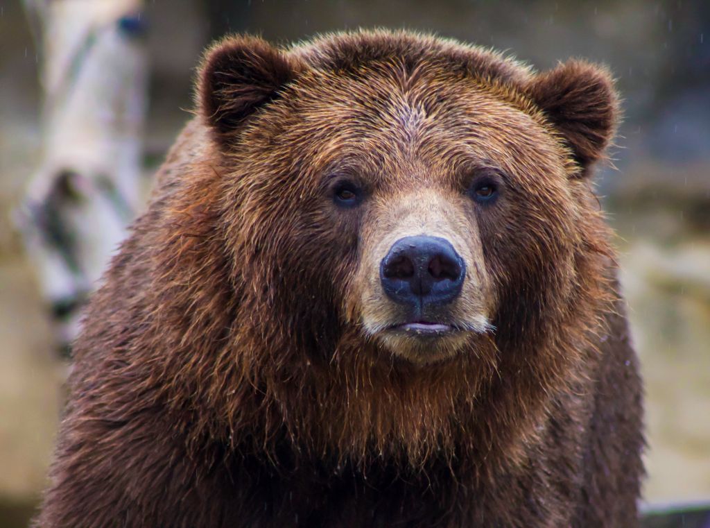 Αρκούδα στα Τρίκαλα: Εμφανίστηκε και έκανε βόλτες στην Κρανιά