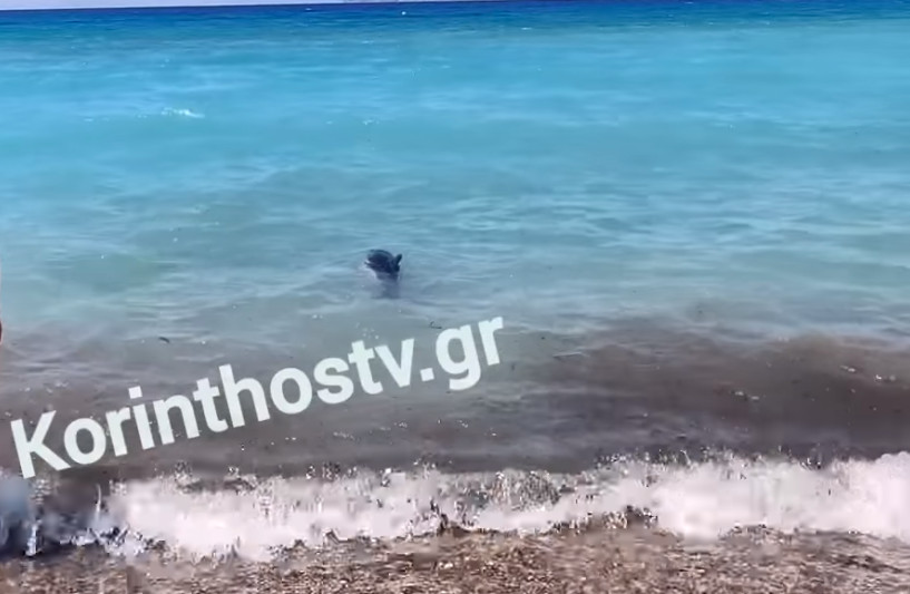 Νεαρό δελφίνι έχασε τον προσανατολισμό του και βγήκε στα ρηχά | tanea.gr