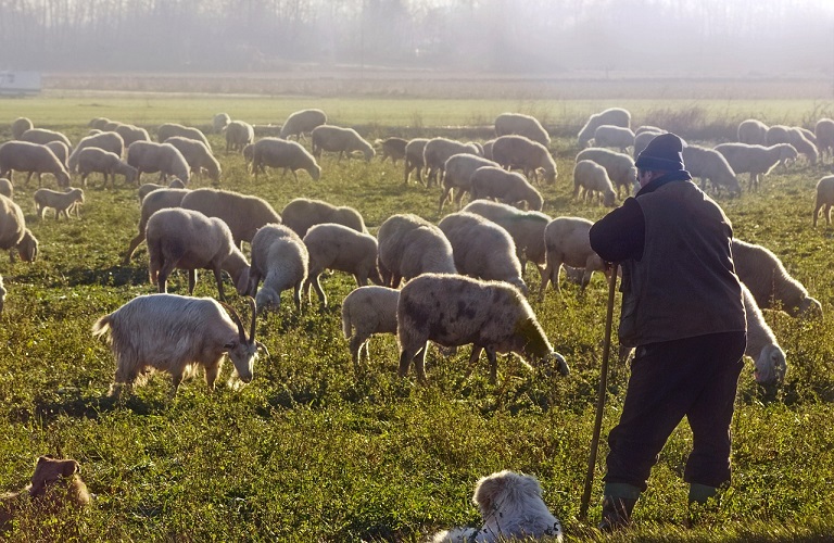 ΚΑΠ: Πώς θα ενισχυθούν οι «πράσινοι» κτηνοτρόφοι