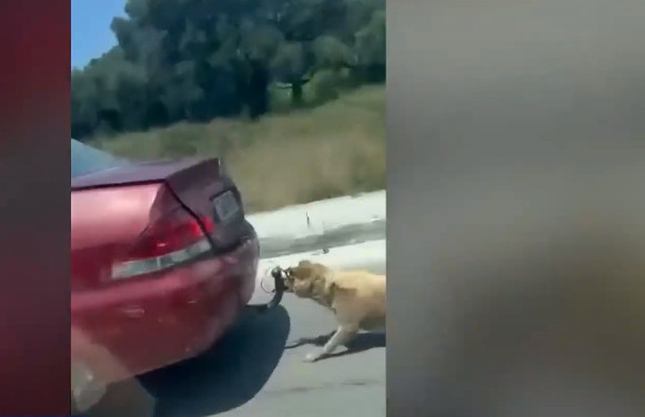 Κτηνωδία στη Ζάκυνθο: Είχε δέσει με σύρμα σκυλί και το έσερνε με το αυτοκίνητο