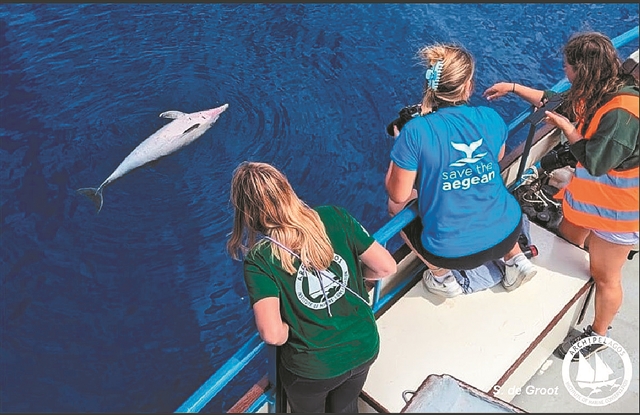 Φονικές επιθέσεις κατά δελφινιών στο Αιγαίο