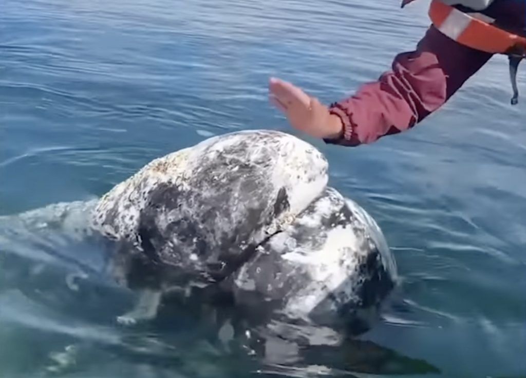 Φάλαινα ζήτησε βοήθεια από ανθρώπους για να της αφαιρέσουν παράσιτα