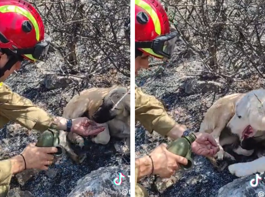 Φωτιά στα Δερβενοχώρια: Σκυλάκια πίνουν νερό από τα χέρια πυροσβέστη