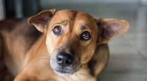 Θεσσαλονίκη: 64χρονος έδεσε σκύλο σε αγροτικό όχημα