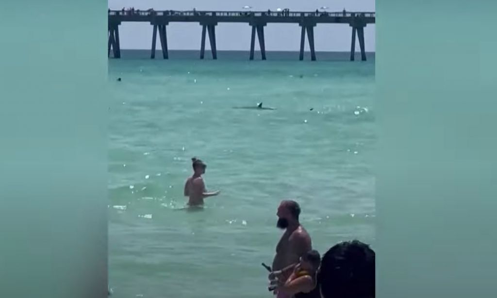 Καρχαρίας σκορπά τον τρόμο σε παραλία στη Φλόριντα