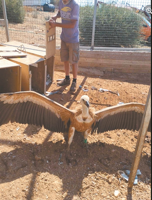 Οι γύπες πέφτουν αφυδατωμένοι στη θάλασσα