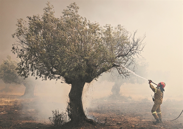 Μόνο η αποψίλωση θα σώσει τα δάση