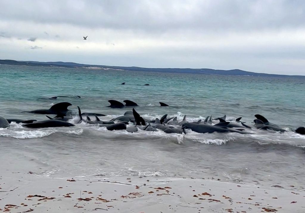 Αυστραλία: Δεκάδες μαυροδέλφινα εξόκειλαν σε παραλία