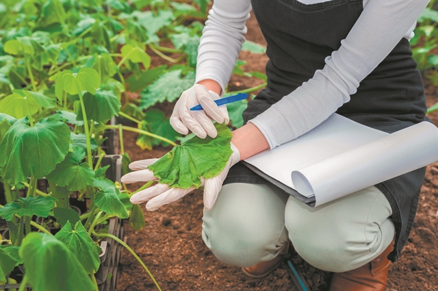 Χαλαρώνει τους κανόνες για καλλιέργεια μεταλλαγμένων