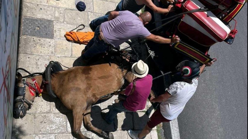 Παρέμβαση εισαγγελέα για τον βασανιστικό θάνατο αλόγου στην Κέρκυρα