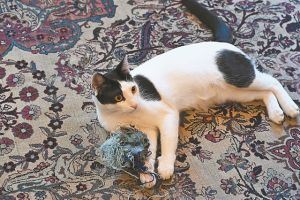 Ο Μηταράκης, τα άλογα και το μεγάλο άδειασμα