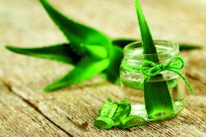 Τι ισχύει τελικά για την αλόη βέρα