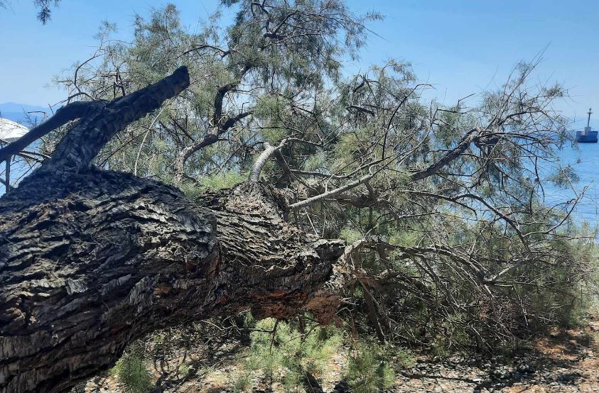 Εύβοια: Κομμάτι δέντρου έπεσε σε απόσταση αναπνοής από λουόμενους