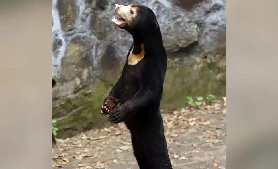 «Οι αρκούδες μας είναι αληθινές» διαβεβαιώνει ζωολογικός κήπος μετά τις υποψίες για μεταμφιεσμένους ανθρώπους