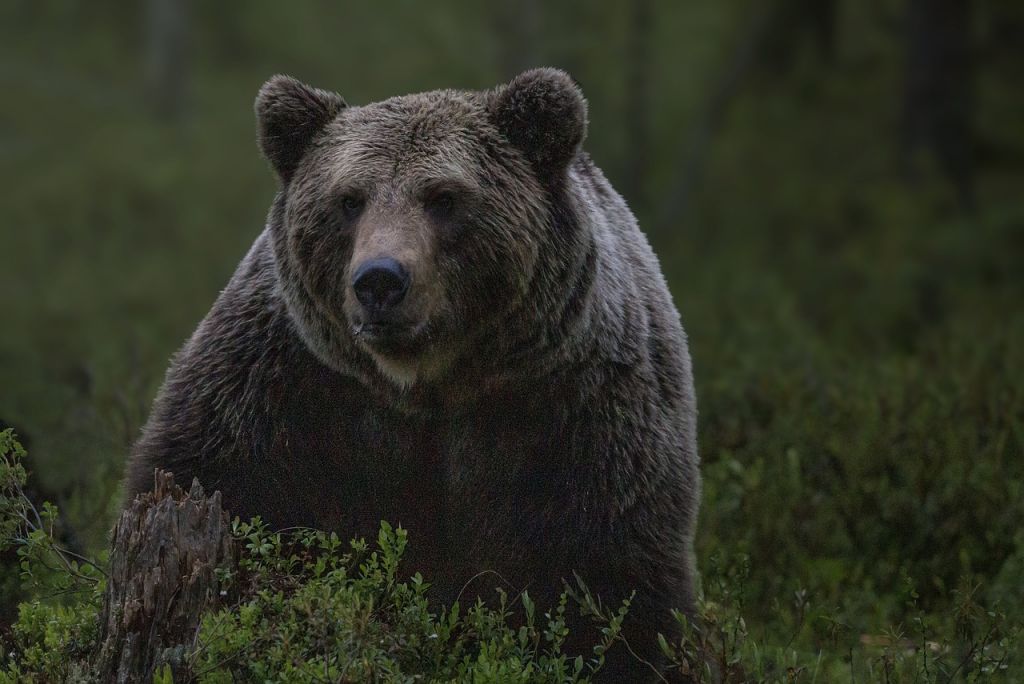 ΗΠΑ: Γυναίκα βρέθηκε νεκρή σε εθνικό πάρκο – Μάλλον δέχτηκε επίθεση από αρκούδα