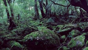 Εργατικό δυστύχημα: Νεκρός 42χρονος – Τον καταπλάκωσε δέντρο