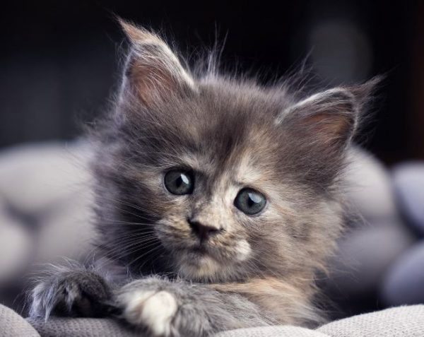 Κτηνωδία στο Σικάγο: 22χρονος θανάτωνε γατάκια σε φούρνο μικροκυμάτων γατάκια