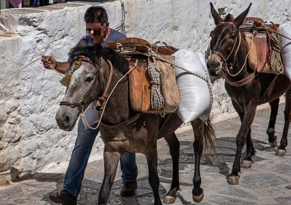 Νεκρό άλογο στην Κέρκυρα: Απαγορεύτηκε μετά το περιστατικό η εργασία ιπποειδών σε συνθήκες καύσωνα