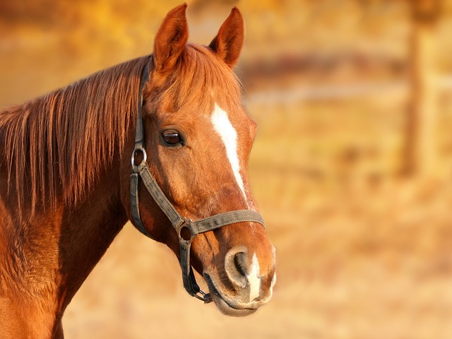 Θάνατος αλόγου στον Βόλο: Οφείλεται σε ατύχημα και όχι σε εγκατάλειψη