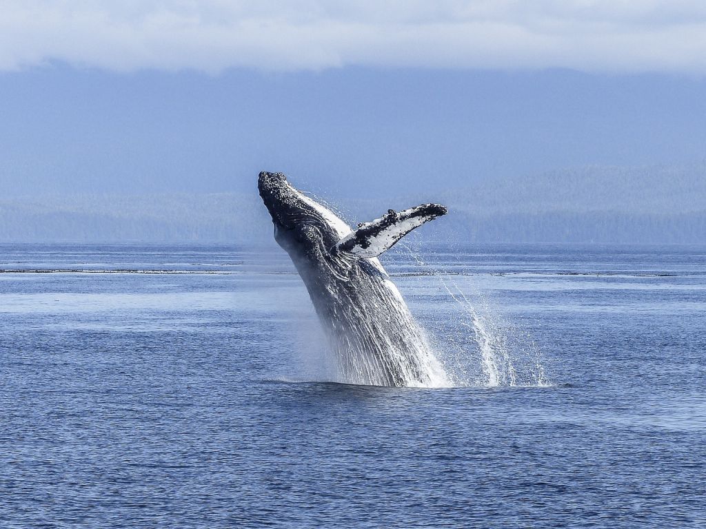 Δεκάδες φάλαινες σκοτώθηκαν μπροστά στα μάτια επιβατών κρουαζιερόπλοιου