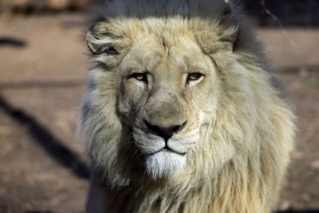 Λιοντάρι κυκλοφορεί ελεύθερο στο Βερολίνο – Τι έχει συμβεί